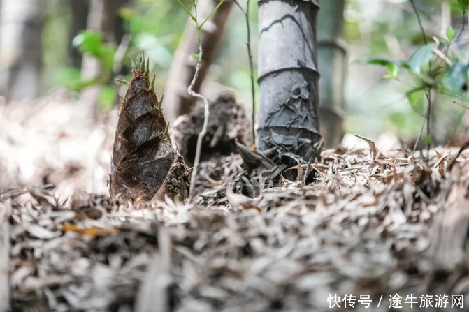 春游记｜穿越宜兴竹海，徒步挑战苏南第一峰