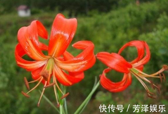 养百合,就养“山丹花”,颜色艳、花量大,半月不管,照样爆满盆