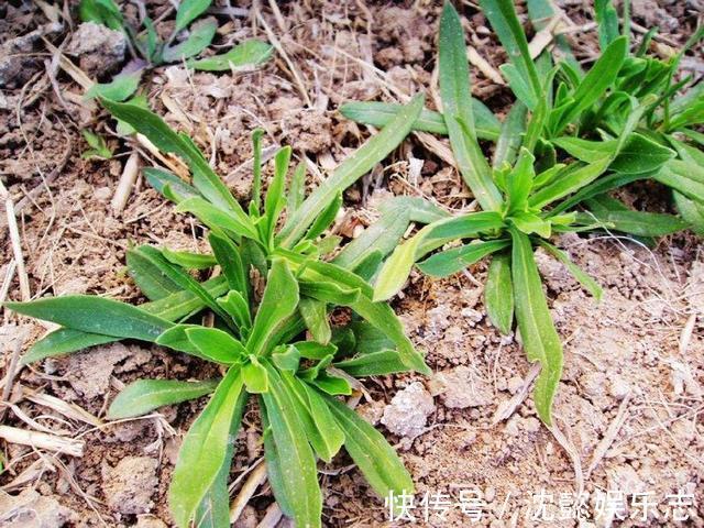 麦瓶草|天然的“止咳王”找到了,此野草用来煮水,清肺化痰,冬天不咳嗽