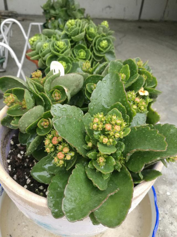 养花不开花，盆里缺了“它”，只浇一点点，飞快开花，刹不住闸