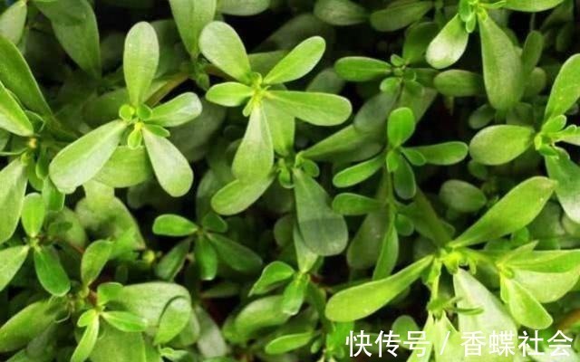 食物|女性不想老,不妨多吃以下食物,提神醒脑,延缓衰老,美容养颜