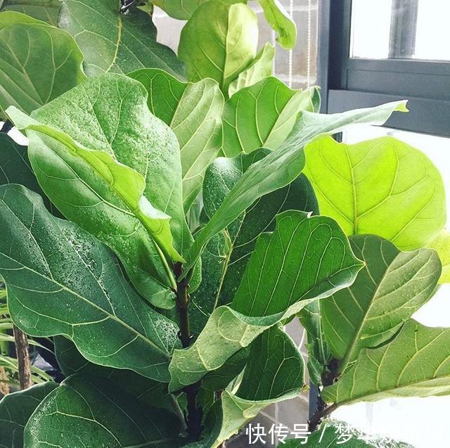 懂花的人都选5种花:“人养花、花养人”,盆盆都是精品