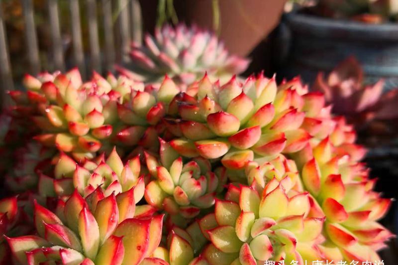 冬天南方多肉尽量露养,非得收进室内,要做到3个“必须”跟控水