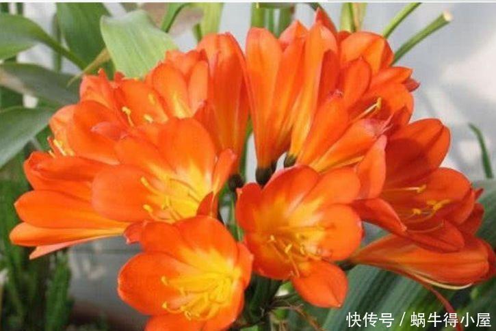 几种花超漂亮的,沾土就活,开花又大又艳,十里飘香