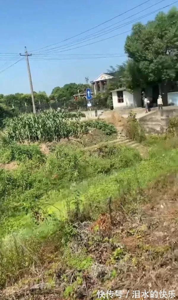 |今日笑话:下雨天出门的狗狗