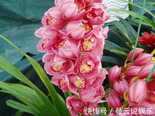 花友|花友滥用肥，兰花“吃不消”，盆栽施肥是个技术活，3点不得不学