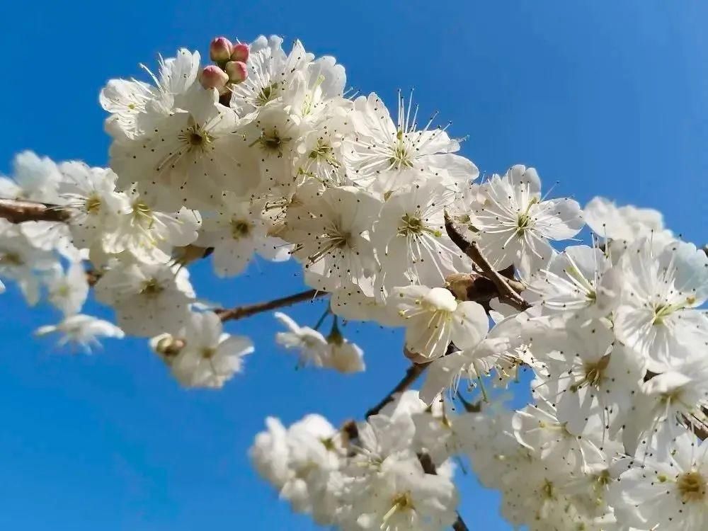 巴渠满目竞芬芳！达州发布带你去“寻春”