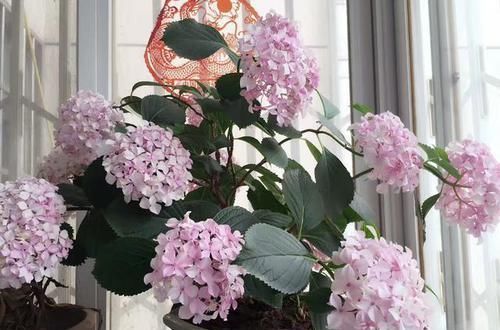  花卉|会变色的花卉，今年开绿花，明年开红花，花期长达三个月，很好养