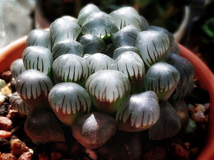 成长|与多肉一起走过的日子,见证多肉的成长过程!