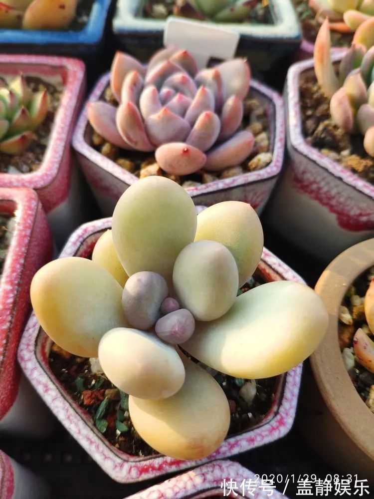 多肉是戒不掉的瘾！多肉小白入坑一年小记！