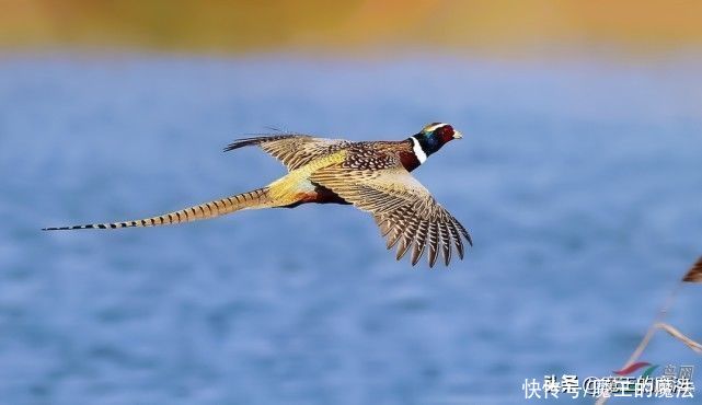 海贼王|海贼王：桃之助要变成桃太郎，凯多面临挑战，三大高手对应狗猴鸡