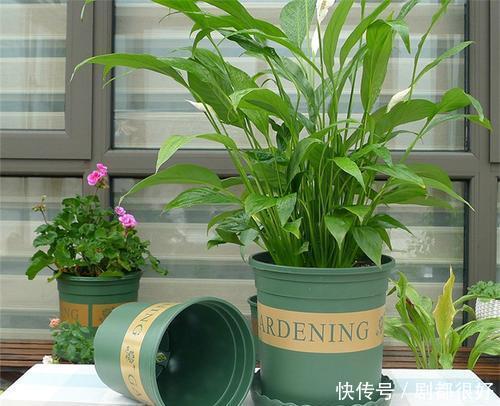  常见|6种常见的养花盆，最后一种养花长不好，新手慎用！