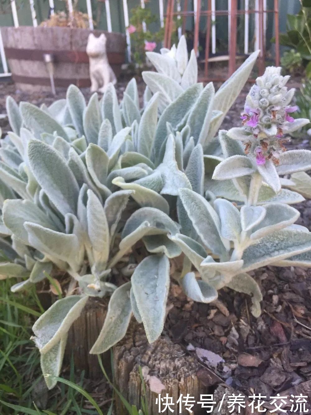 13种耐寒的盆栽花卉，零下20多度可存活，大部分南方也能种