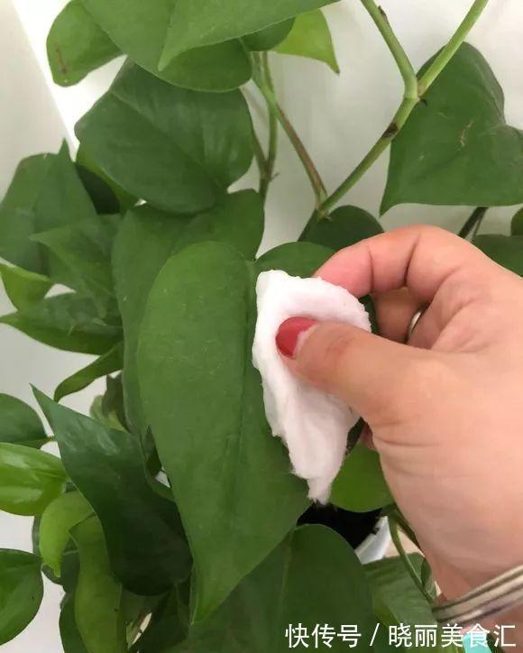 花盆|养花人的“大难题”,花盆插根“筷子”就能解决,不黄叶,开花旺