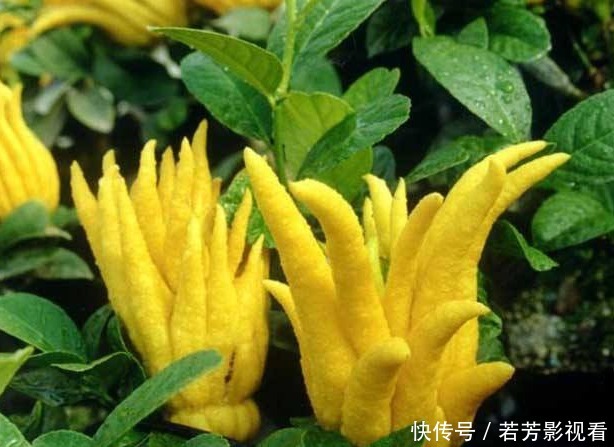 佛手降压利尿、理气和中、疏肝止咳，遇到请珍惜，女性要多吃