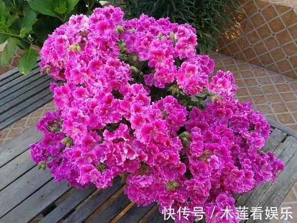 新手|1种花“人人爱”，耐旱好养，新手也能花开成球，一开300天！