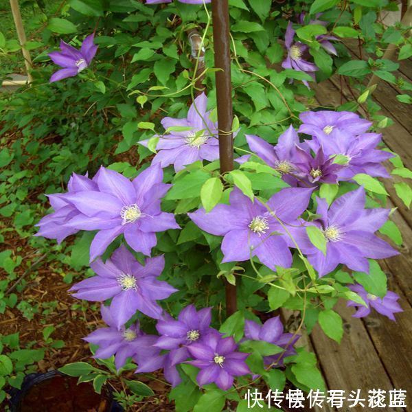 寓意“紫气东来”的5种花,养在家里“年年”都能开,太赞了