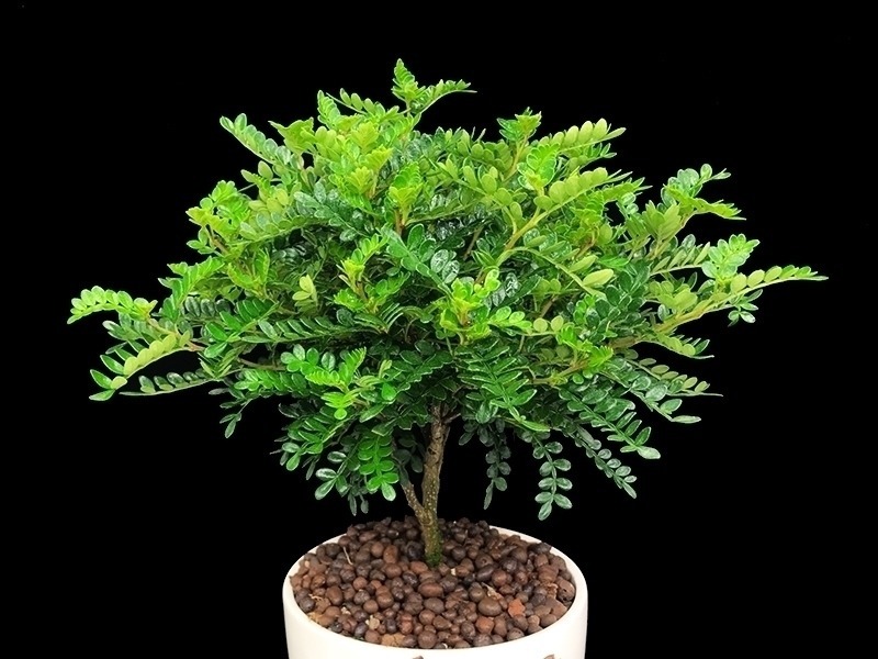 跑断腿买不到的6种盆栽长得特别快，清新空气还驱蚊，最适合夏天