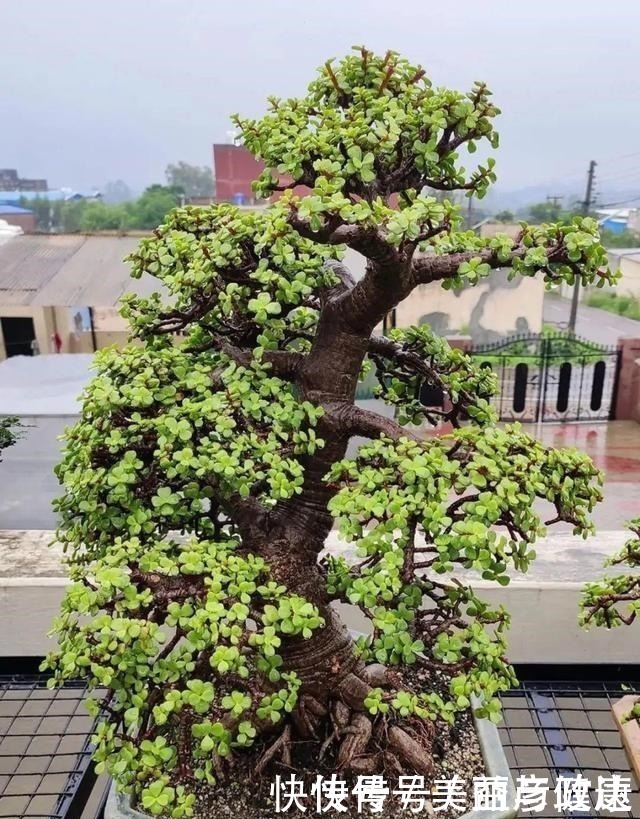 紫藤|4种花养成老桩,价格能翻好几倍,开花也更多!