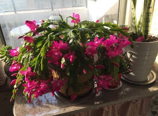 年宵花|阳台盆栽年宵花蟹爪兰，细节遵循4个要求，茎叶旺盛、开花多