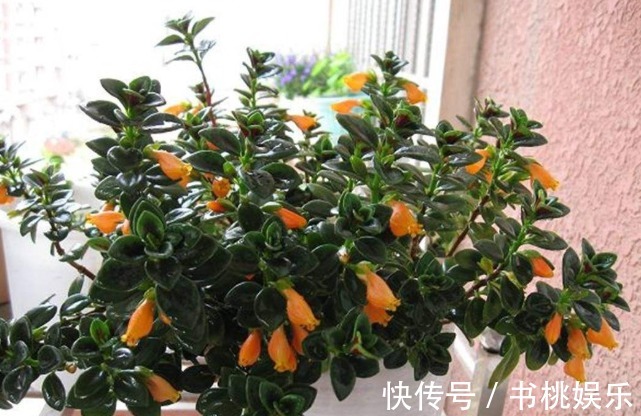 花盆|4种容易爆盆的花,吊起来养更合适,开花非常美