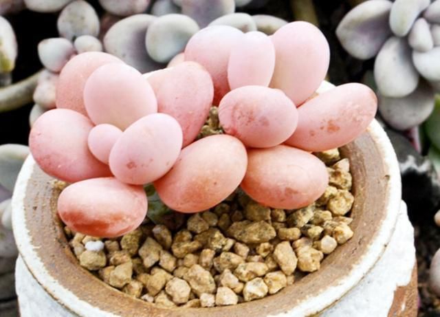 见过这么肥美的多肉吗团圆粉嫩惹人爱,一盆就击中你的心