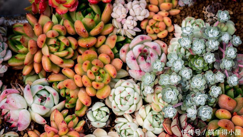 冬天|冬天养花一定要保暖,这4种花冬天就怕这些问题,一不小心就枯黄