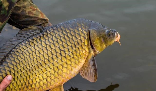 钓到大鱼后拍完照就放生，是假装高尚？真实情况是这样的