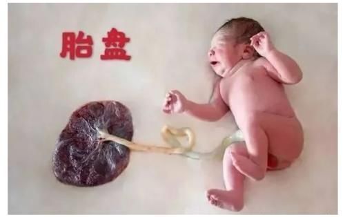 胎盘|生娃后胎盘该如何处理?“埋”还是“吃”?医生:不要盲目处理