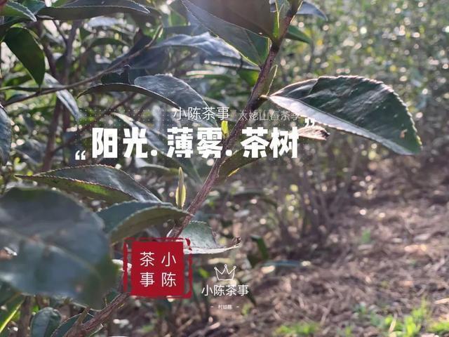 新茶|早上市的白茶，是“作”出来的，分享春茶季的三个真实小故事！