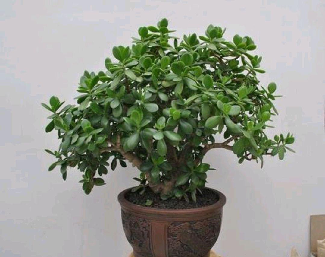 要想玉树春季美,教你几个小妙招,赶快来了解一下