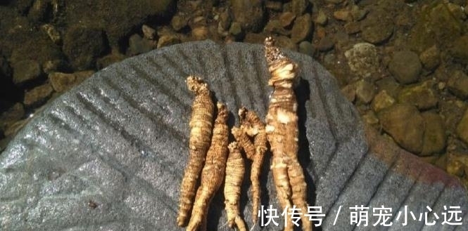 家乡|此为“山海螺”,若长在你家乡,请少挖些,答应我,因为太珍贵了