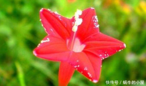 4种花一开就是200天,花姿妖娆,四季繁花似锦