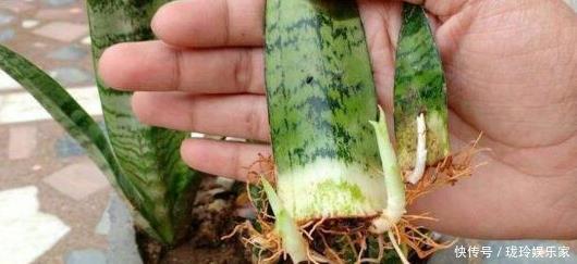 枝条|5.1在家扦插吧!8种花都可以,插土就活,10天长根,当年开爆盆