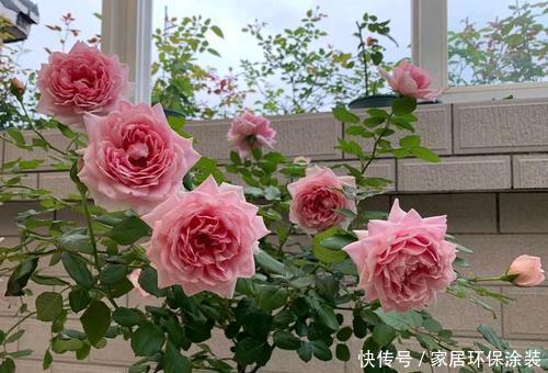 吊兰|居家养花,老花农都喜欢这3种,除尘除菌真养人