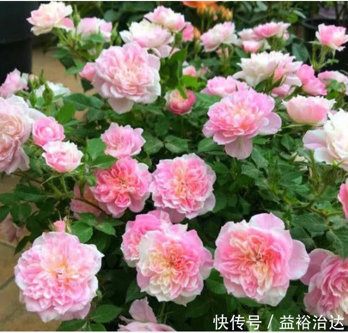 杜鹃花|这些植物不怕水,浇水越多越旺,花叶长满盆,花开绚丽多彩