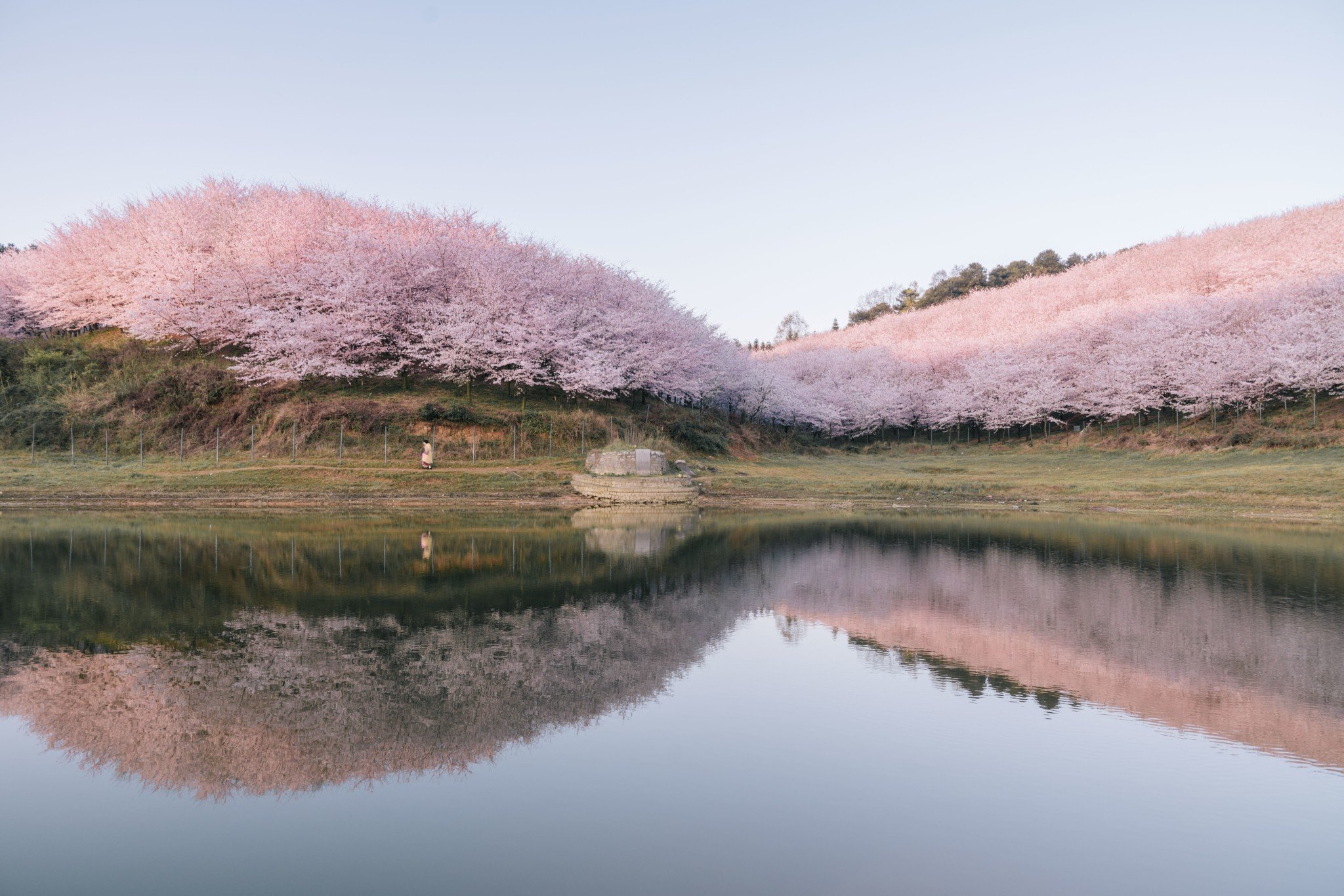 平坝樱花海，惊艳又浪漫