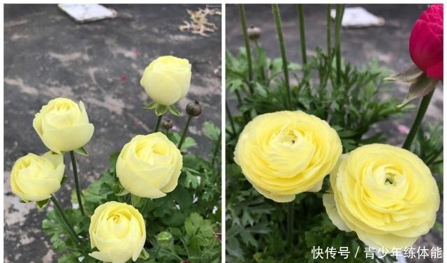 兼具牡丹、玫瑰之美,观赏价值极高,超级好养,这种盆栽值得入手!