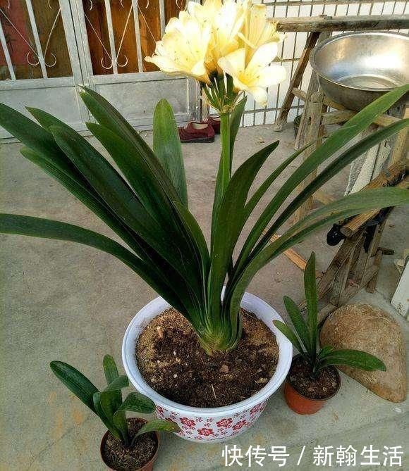 养君子兰浇水“别多手”，少做个动作，不烂叶、不烂根，花苞直冒