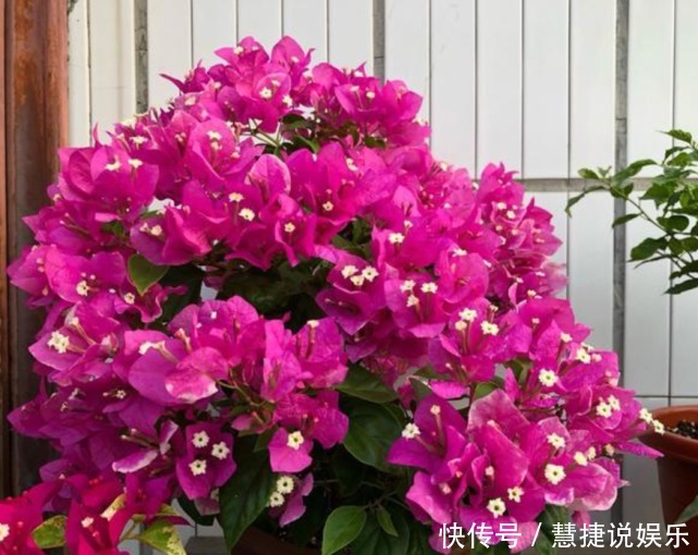 花卉里的“劳模”,3种花全年”开花不断“ ,好养又漂亮,美!