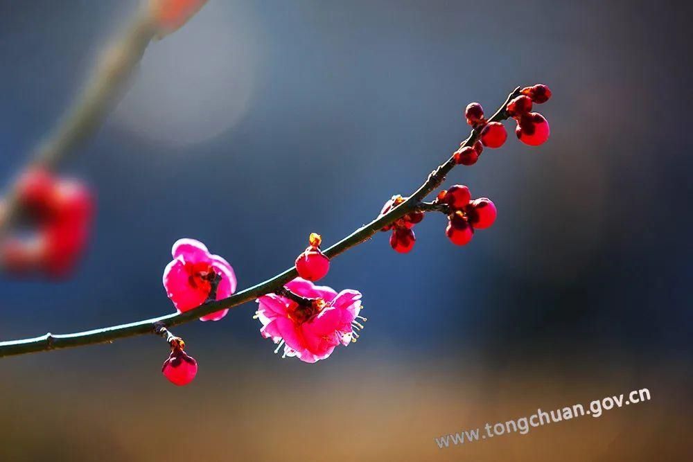 低薪|【春天里的铜川】初春的脚步——红梅花儿开