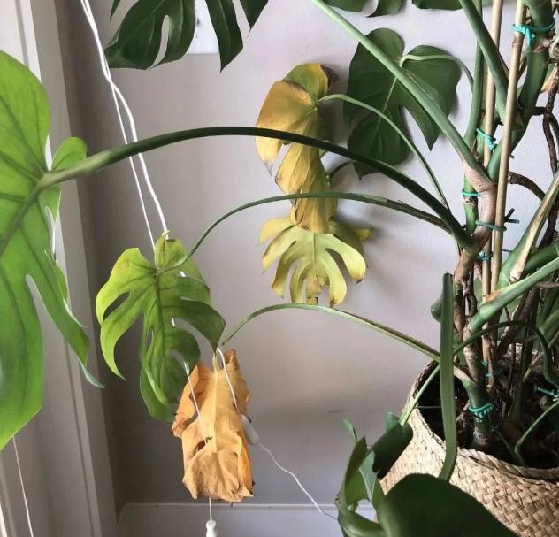 淘米水浇花甭大意、随便！学会正确用法，养花才能盆盆长得旺