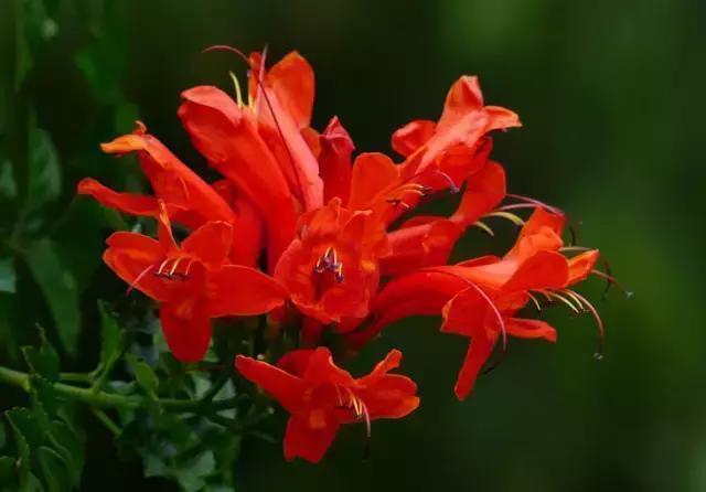 黄桷兰|适合家里养的十种带有香味的花,你家里有吗?