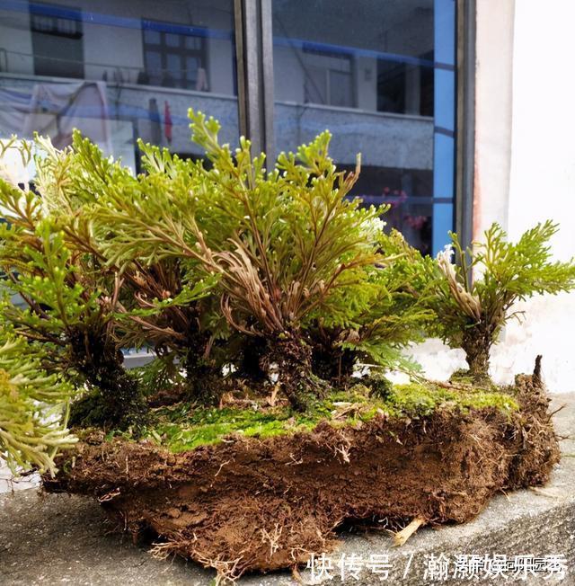 农村山上的“不死草”,生长在岩石上,很像杂草,殊不知很值钱