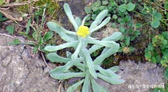 清明|“1种小野菜”，能“镇咳，降血压”，值得了解，也许对您有帮助