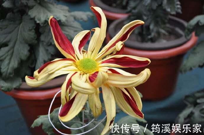 帅旗|喜欢菊花,不如养盆“五大名菊之首”,花似“军帅旗帜”!霸气