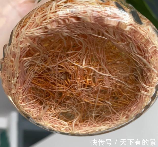 攻略|富贵竹冬季的“养护攻略”请收下,不烂根不黄叶,贵气十足