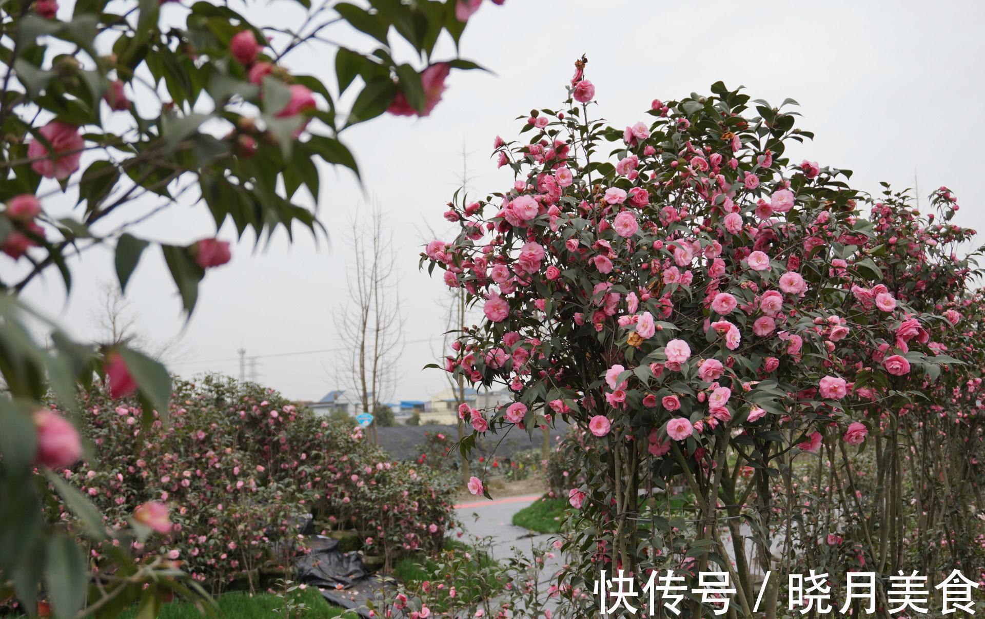 龟背竹|5种“大盆花”适合养客厅，旺家有格调，吉祥好养，易成“老桩”