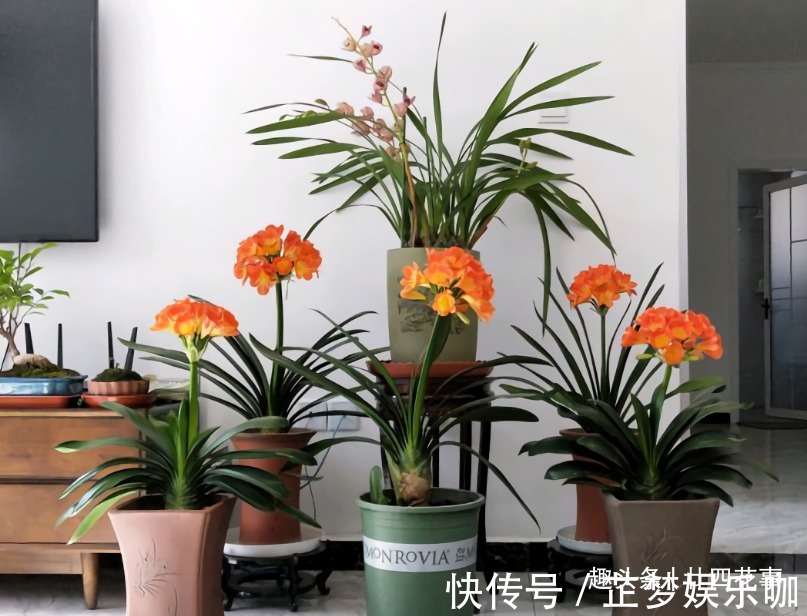 光照|入冬后养君子兰,摆放位置很关键,室内“4不摆”,牢记莫犯错