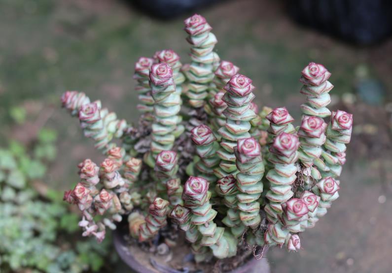 春天养花,浇水也是一门学问,如果浇水不当,这些植物会严重受损